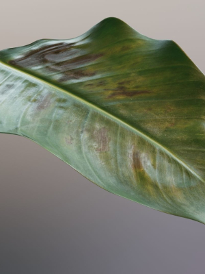 Strelitzia nicolai leaves texture