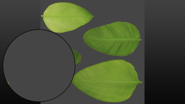 Strelitzia nicolai leaves texture