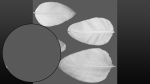 Strelitzia nicolai leaves texture