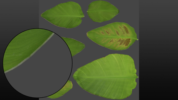 Strelitzia nicolai leaves texture