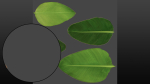 Strelitzia nicolai leaves texture