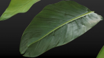 Strelitzia nicolai leaves texture
