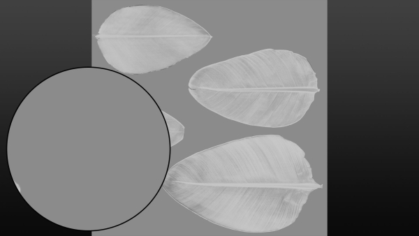 Strelitzia nicolai leaves texture