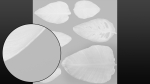 Strelitzia nicolai leaves texture