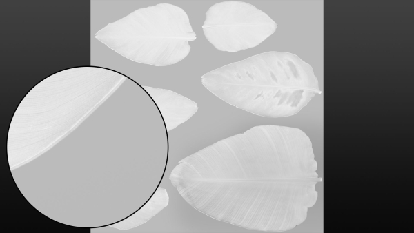 Strelitzia nicolai leaves texture