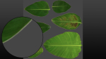 Strelitzia nicolai leaves texture