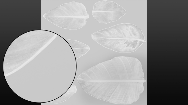 Strelitzia nicolai leaves texture