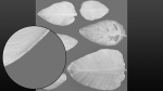 Strelitzia nicolai leaves texture