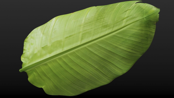 Strelitzia nicolai leaves texture