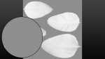Strelitzia nicolai leaves texture
