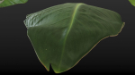 Strelitzia nicolai leaves texture
