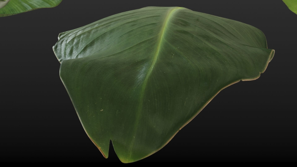 Strelitzia nicolai leaves texture
