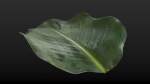 Strelitzia nicolai leaves texture