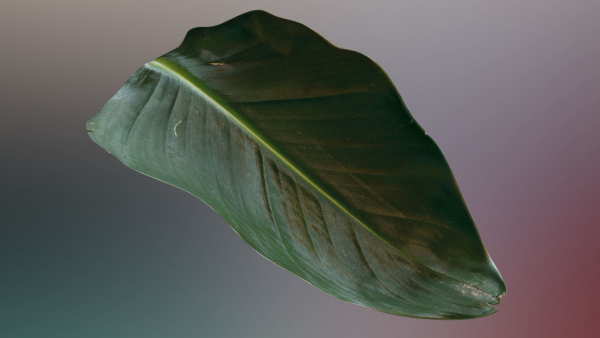 Strelitzia nicolai leaves texture