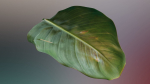 Strelitzia nicolai leaves texture