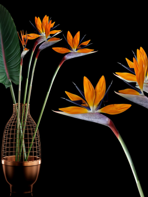 Strilicia in Grid Vase