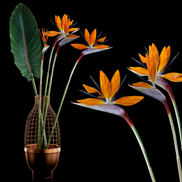 Strilicia in Grid Vase
