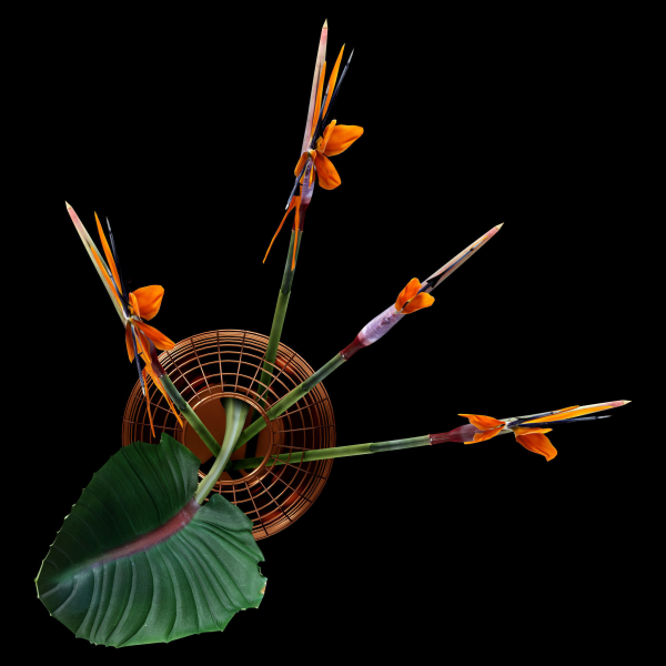 Strilicia in Grid Vase