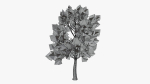 Stylized Cartoon Beech Tree
