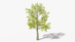 Stylized Cartoon Beech Tree