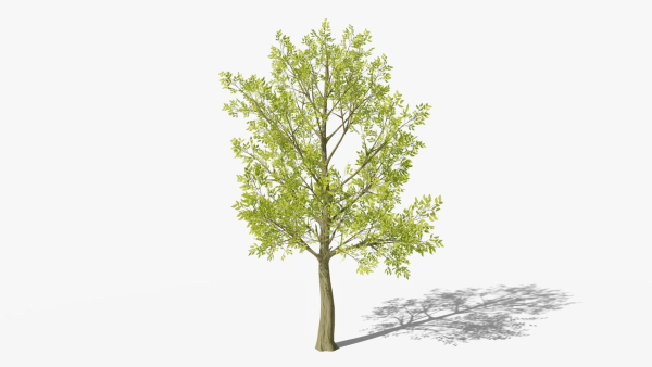 Stylized Cartoon Beech Tree