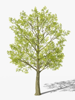 Stylized Cartoon Beech Tree