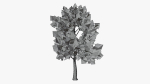 Stylized Cartoon Beech Tree
