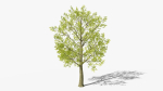 Stylized Cartoon Beech Tree