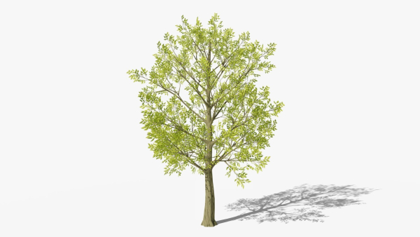 Stylized Cartoon Beech Tree