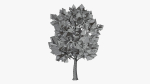 Stylized Cartoon Beech Tree