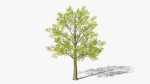 Stylized Cartoon Beech Tree