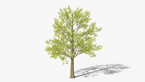 Stylized Cartoon Beech Tree