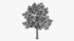 Stylized Cartoon Beech Tree