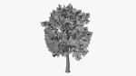 Stylized Cartoon Beech Tree