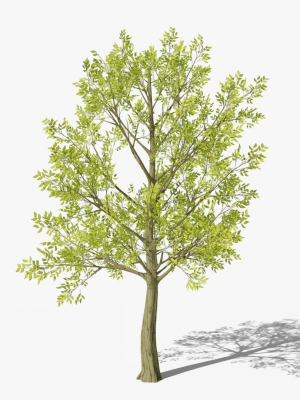 stylized-cartoon-beech-tree-3d-model-ddbeb06ea6