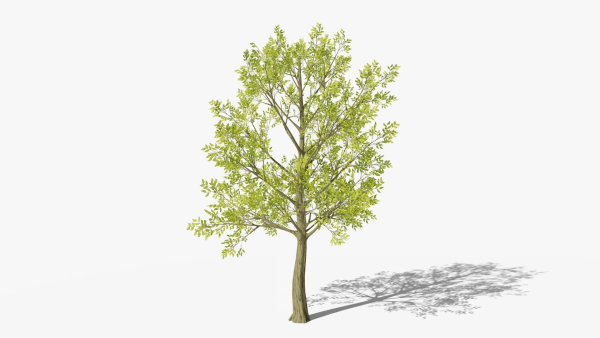 Stylized Cartoon Beech Tree
