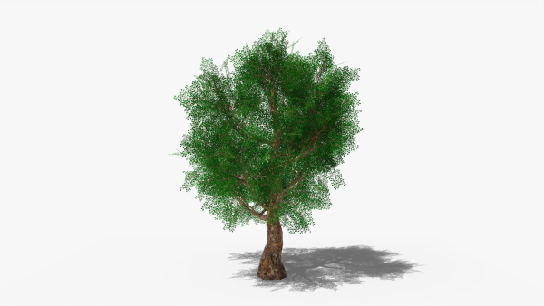 Stylized Cartoon Oak
