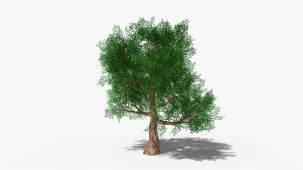 Stylized Cartoon Oak