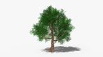 Stylized Cartoon Oak