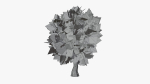 Stylized Cartoon Oak