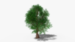 Stylized Cartoon Oak