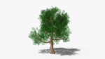 Stylized Cartoon Oak