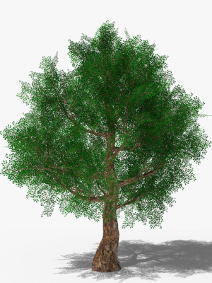 Stylized Cartoon Oak