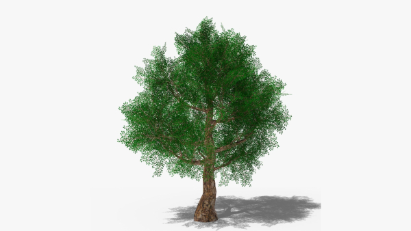Stylized Cartoon Oak