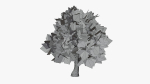 Stylized Cartoon Oak