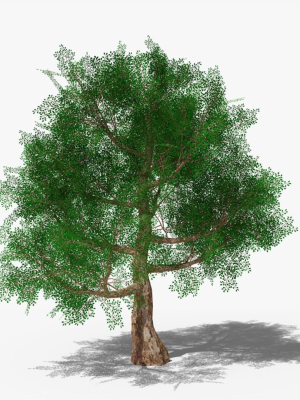 stylized-cartoon-oak-3d-model-f85e00fc5e