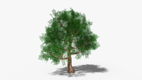 Stylized Cartoon Oak