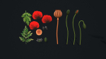 Stylized handpainted Poppy