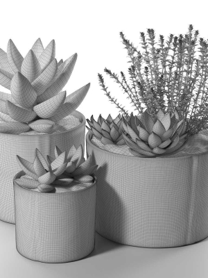 succulent-pot-set-with-echeveria-and-rosemary-plants-3d-model-46fe2d1250