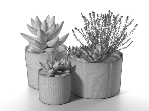 Succulent Pot Set with Echeveria and Rosemary Plants